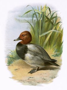 Pochard